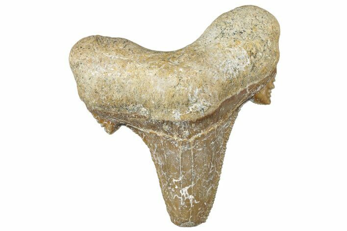 Serrated Sokolovi (Auriculatus) Shark Tooth - Dakhla, Morocco #312638